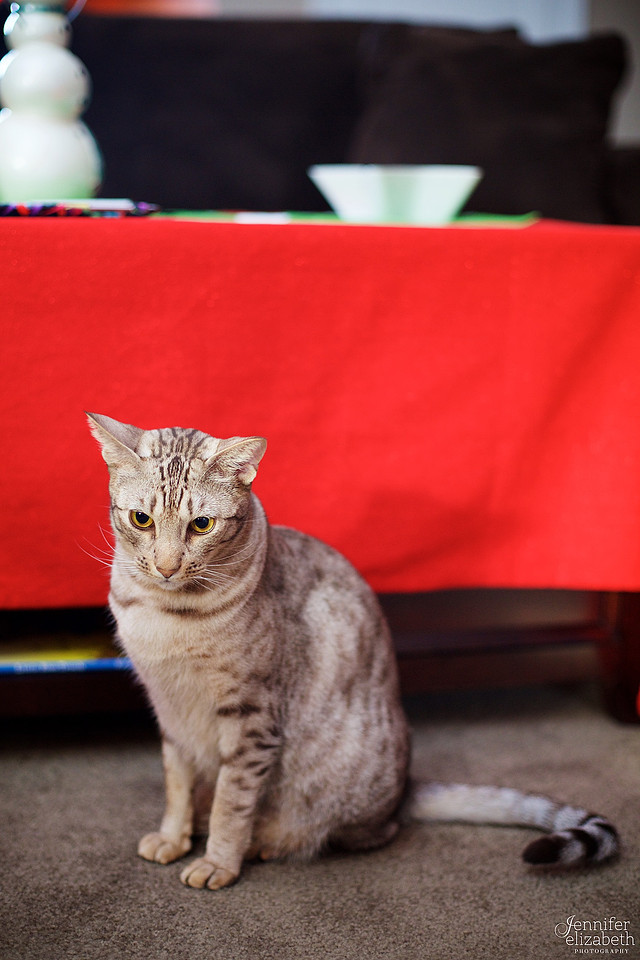 The V Family: Christmas Session in North Royalton, Ohio
