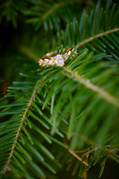 Maria & Matt: Engagement Session at Sugar Pines Farm