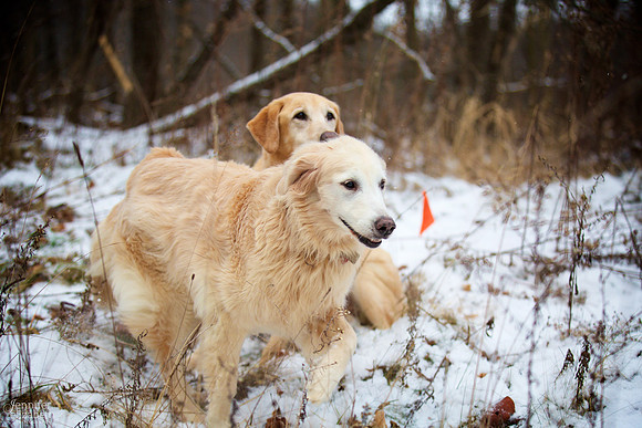 The W Family Winter Portrait Session in Akron Ohio