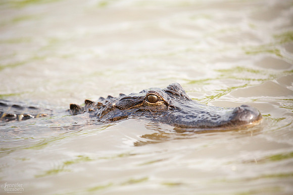 Travel Photography in Tennessee and New Orleans