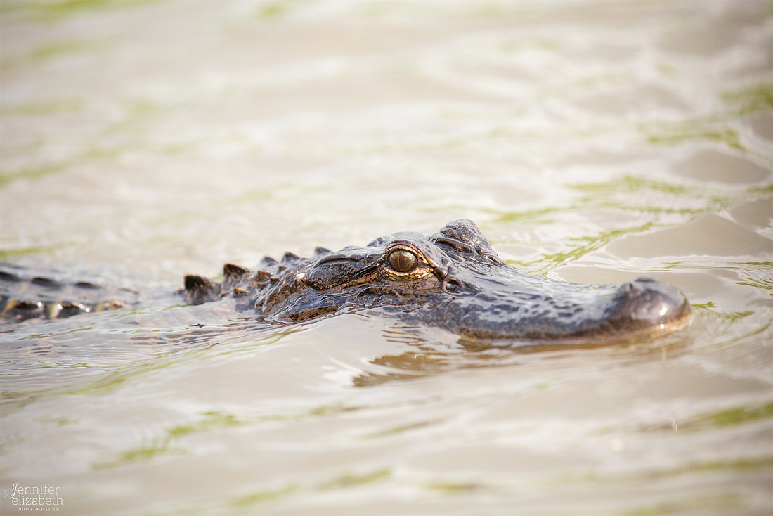 Travel Photography in Tennessee and New Orleans