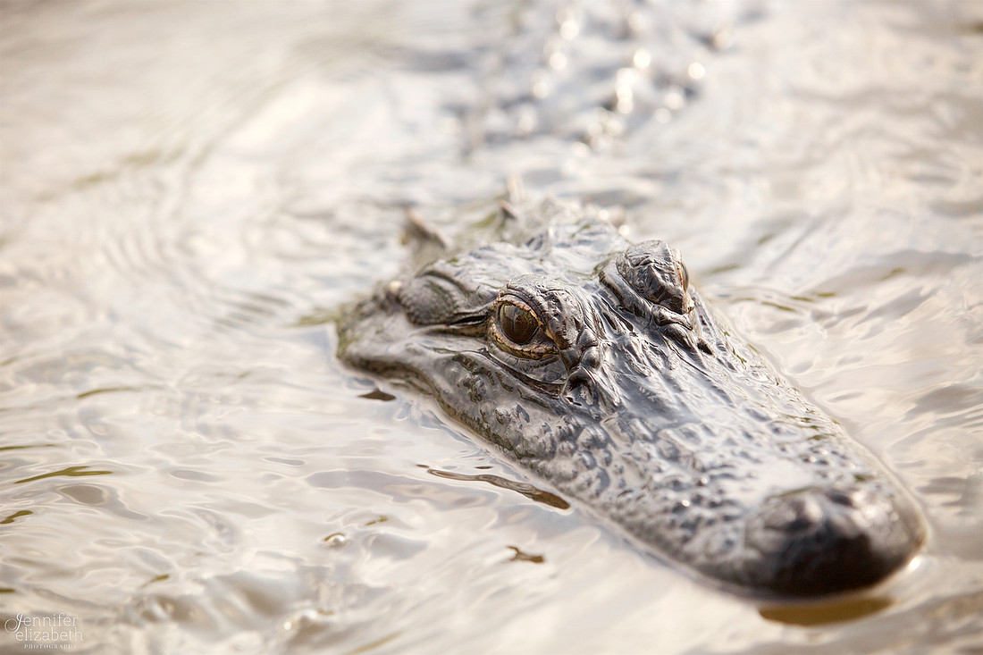 Travel Photography in Tennessee and New Orleans