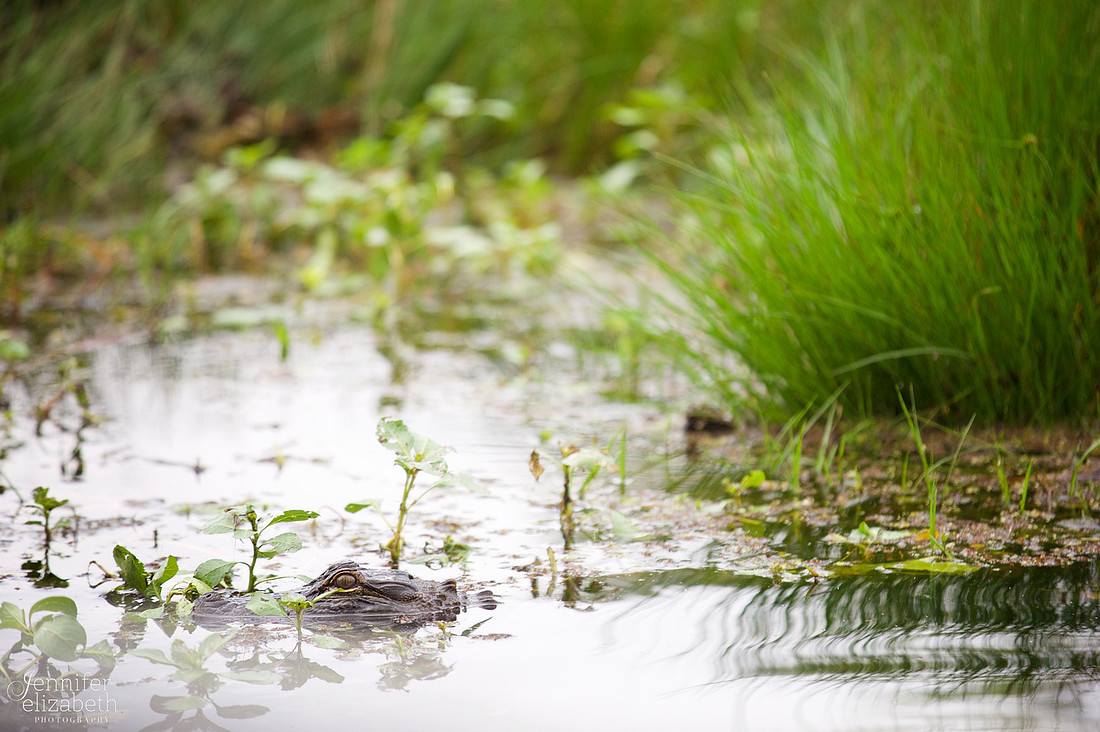 Travel Photography in Tennessee and New Orleans