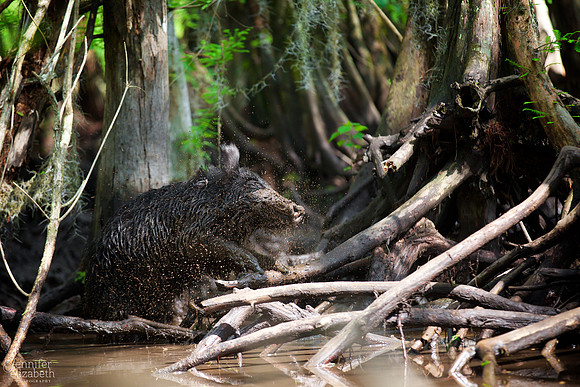 Travel Photography in Tennessee and New Orleans