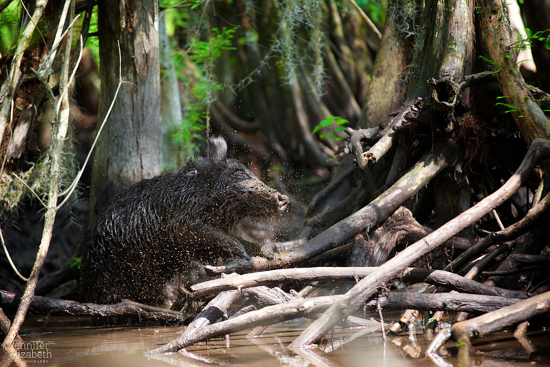 Travel Photography in Tennessee and New Orleans