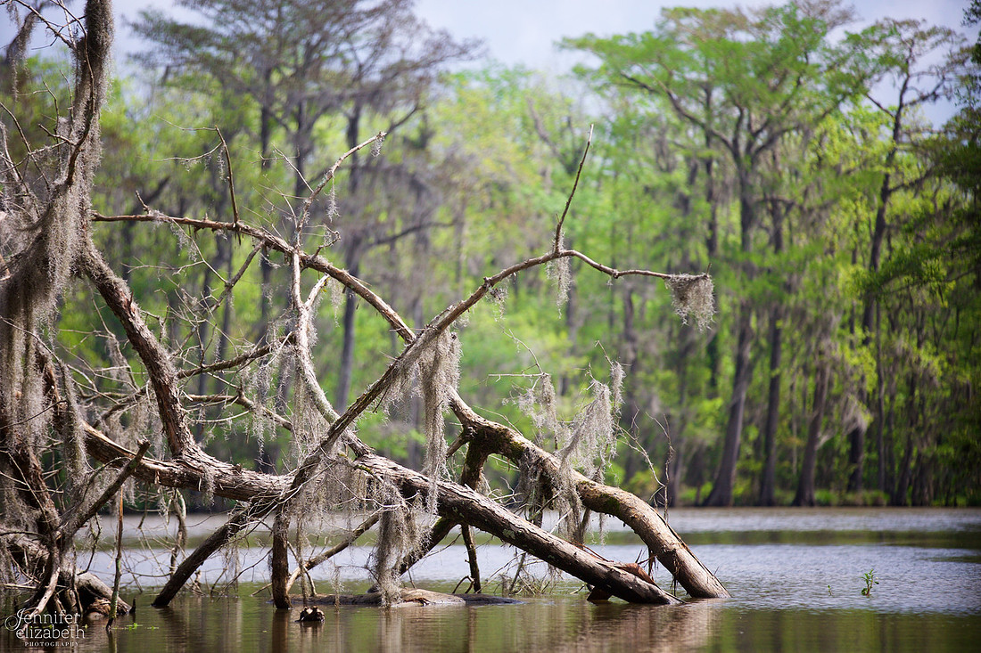 Travel Photography in Tennessee and New Orleans