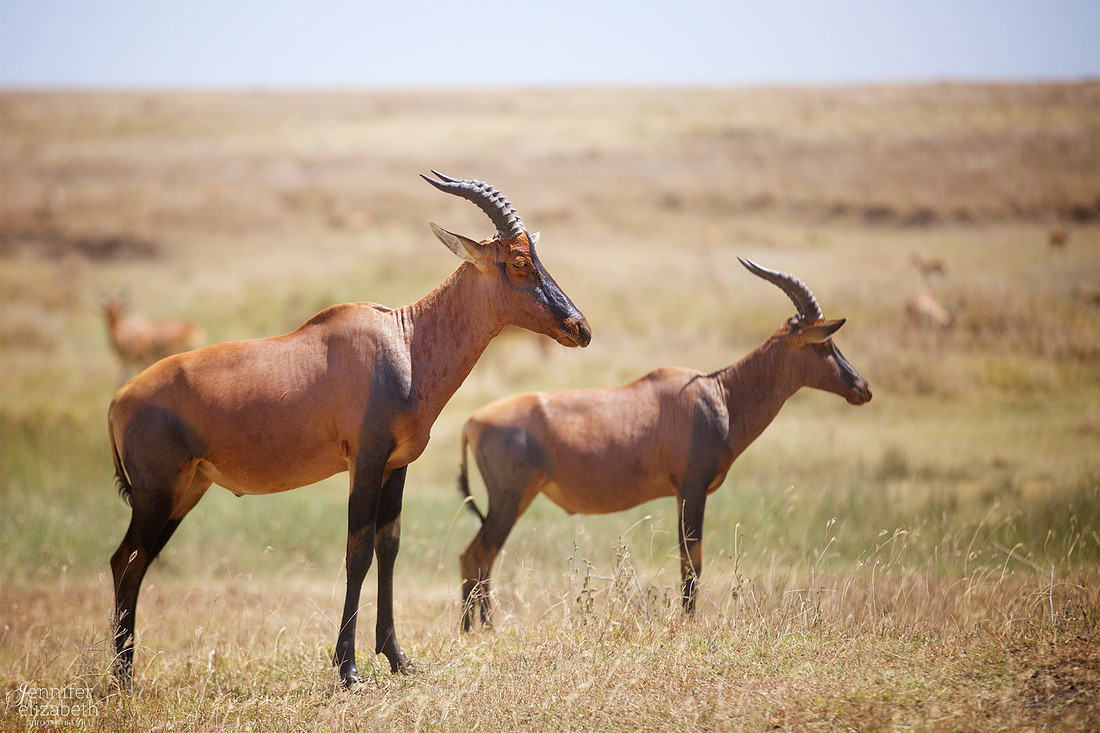 Tanzania and Victoria Falls Travel Photography