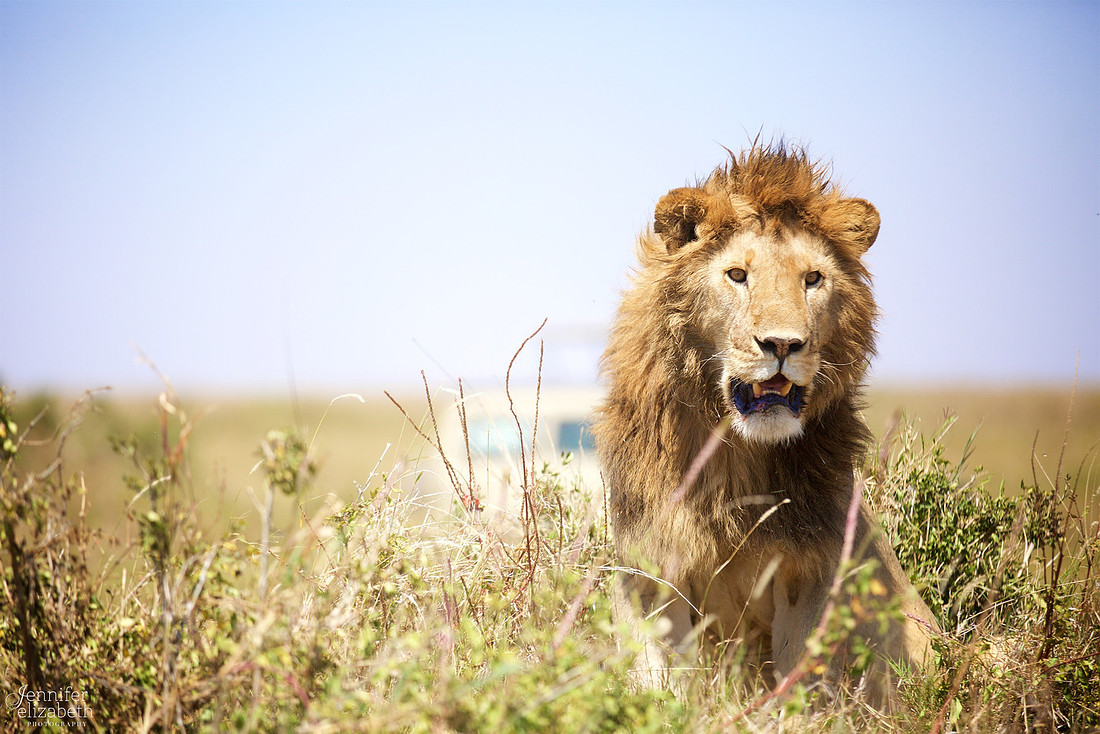 Tanzania and Victoria Falls Travel Photography