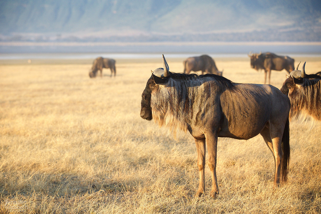 Tanzania and Victoria Falls Travel Photography