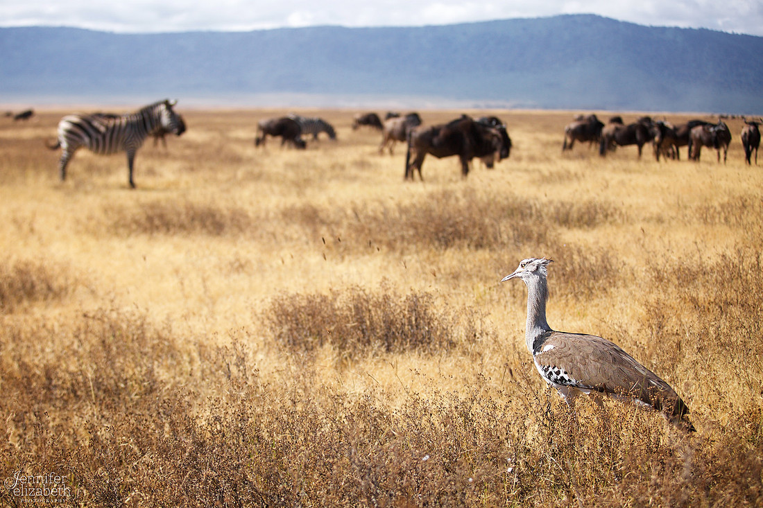 Tanzania and Victoria Falls Travel Photography