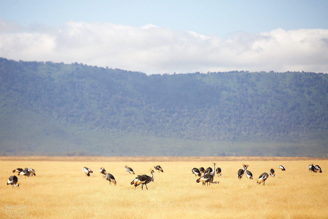 Tanzania and Victoria Falls Travel Photography
