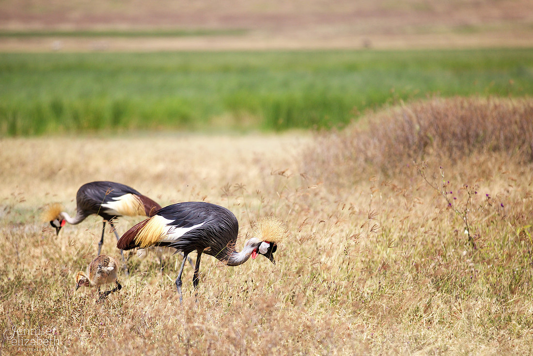Tanzania and Victoria Falls Travel Photography