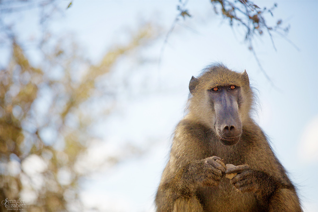 Tanzania and Victoria Falls Travel Photography