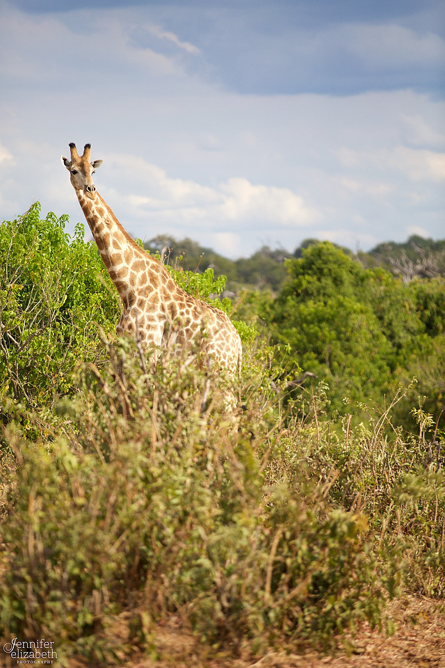 Tanzania and Victoria Falls Travel Photography