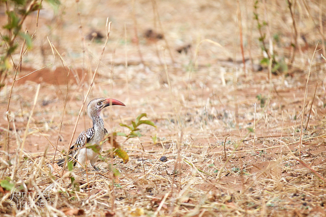 Tanzania and Victoria Falls Travel Photography