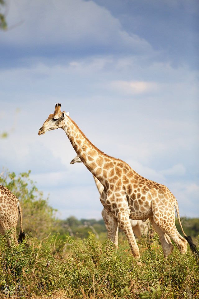 Tanzania and Victoria Falls Travel Photography