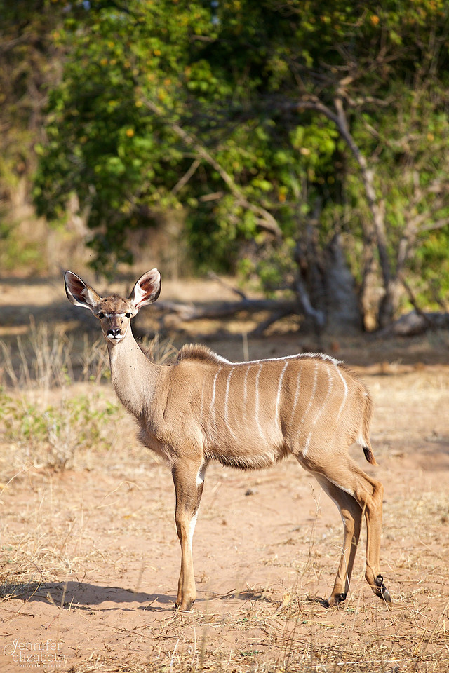 Tanzania and Victoria Falls Travel Photography