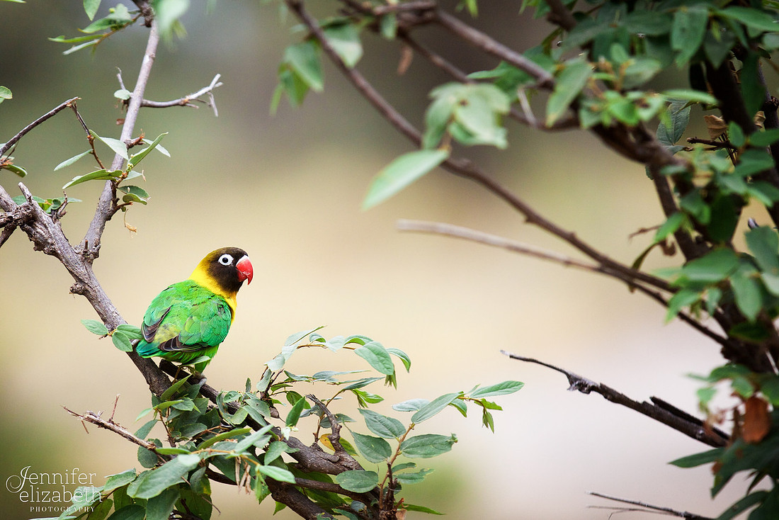 Tanzania and Victoria Falls Travel Photography