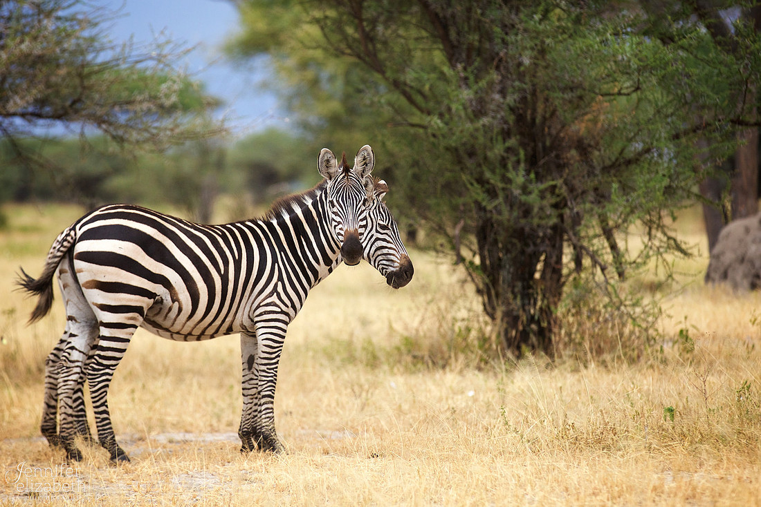 Tanzania and Victoria Falls Travel Photography
