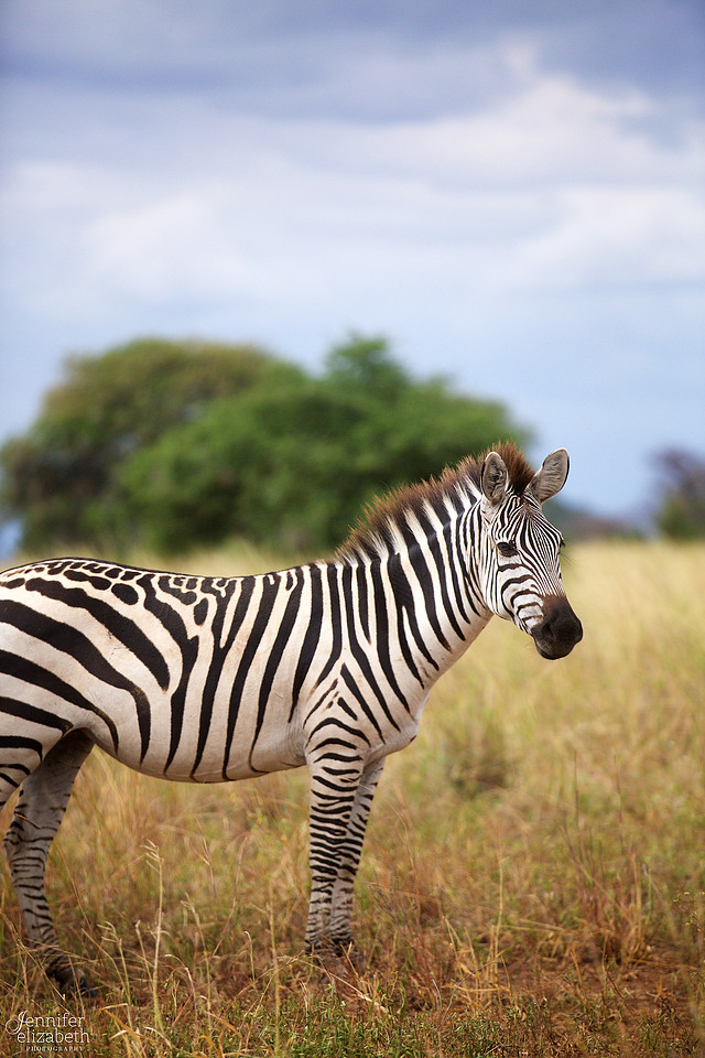Tanzania and Victoria Falls Travel Photography