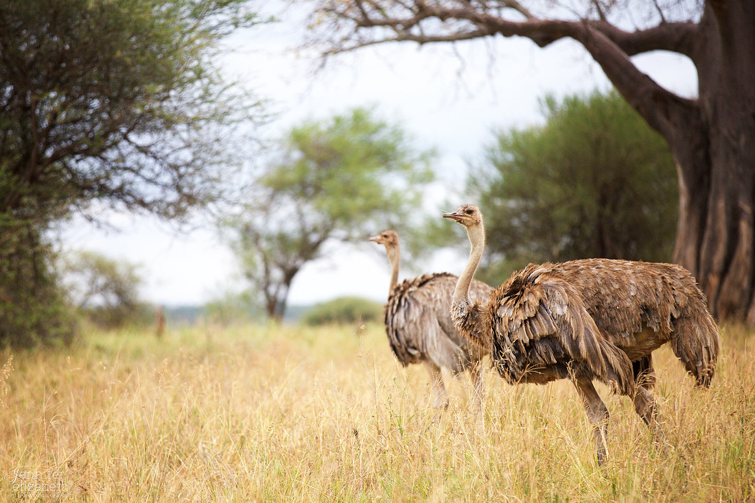 Tanzania and Victoria Falls Travel Photography