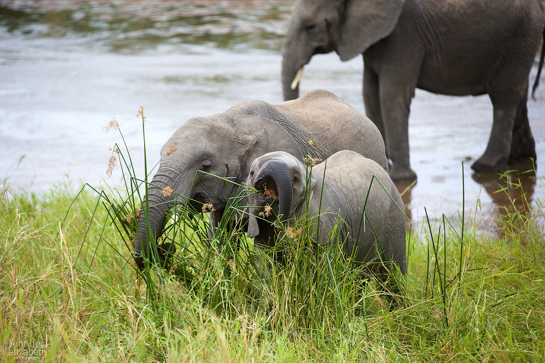 Tanzania and Victoria Falls Travel Photography