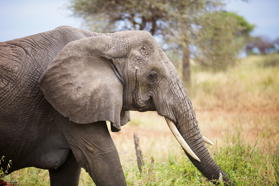 Tanzania and Victoria Falls Travel Photography
