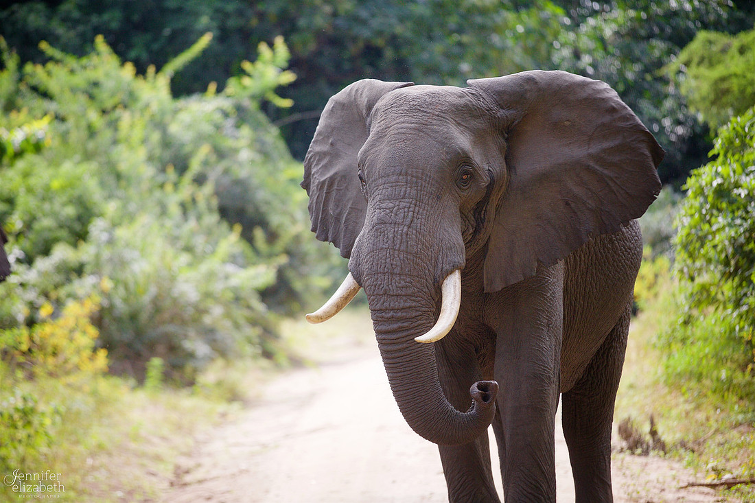 Tanzania and Victoria Falls Travel Photography