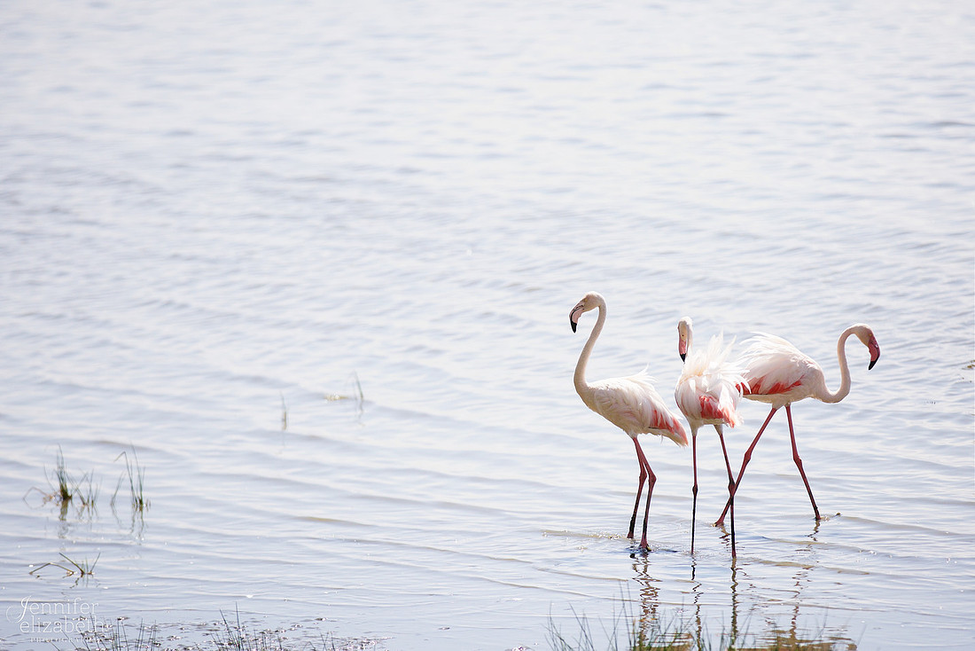 Tanzania and Victoria Falls Travel Photography