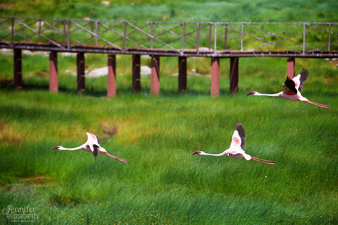 Tanzania and Victoria Falls Travel Photography