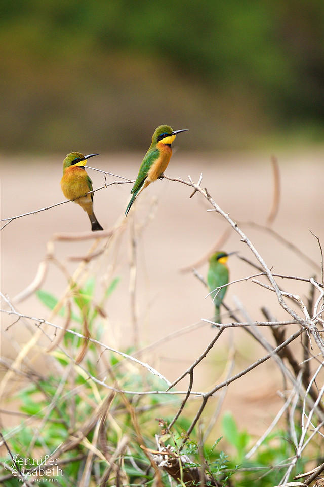 Tanzania and Victoria Falls Travel Photography