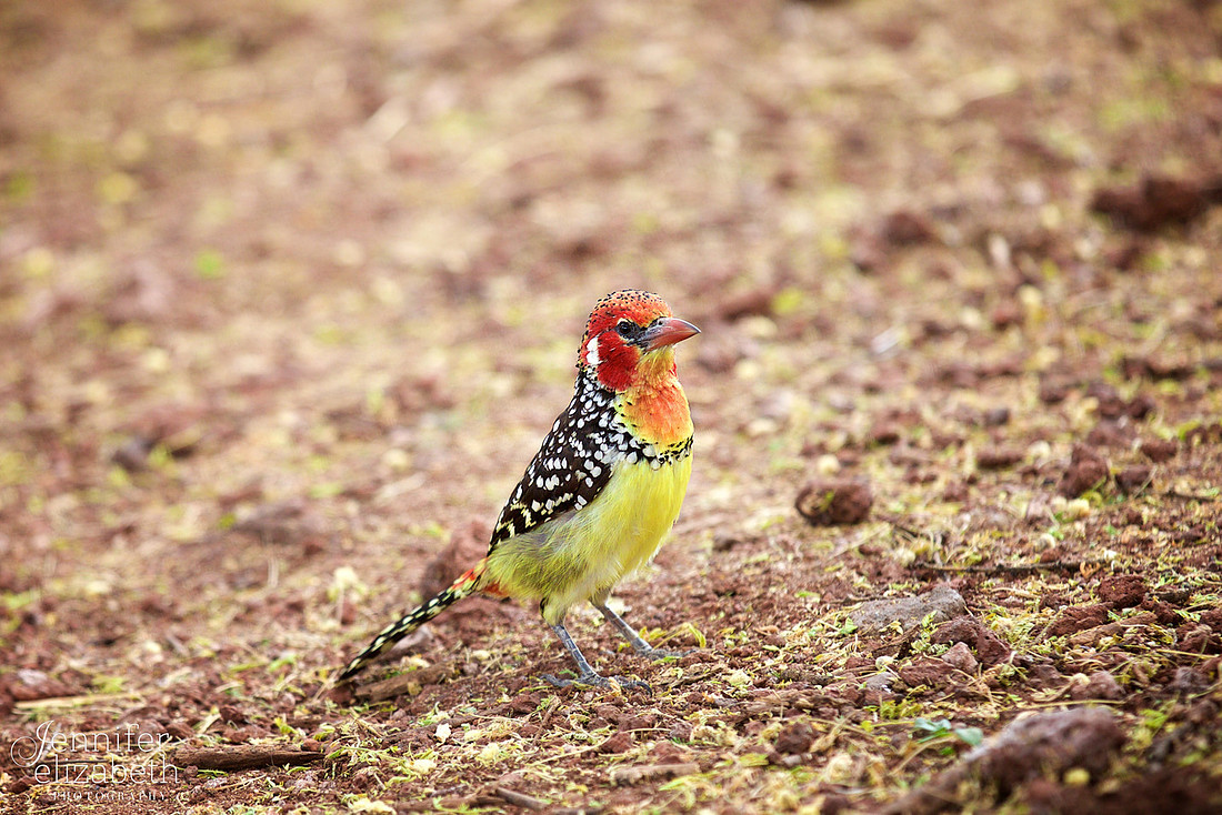 Tanzania and Victoria Falls Travel Photography