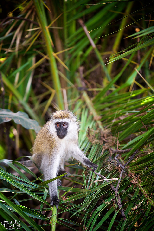 Tanzania and Victoria Falls Travel Photography