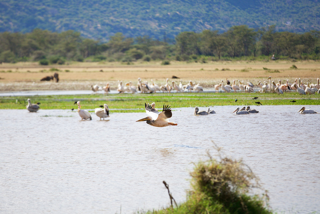 Tanzania and Victoria Falls Travel Photography
