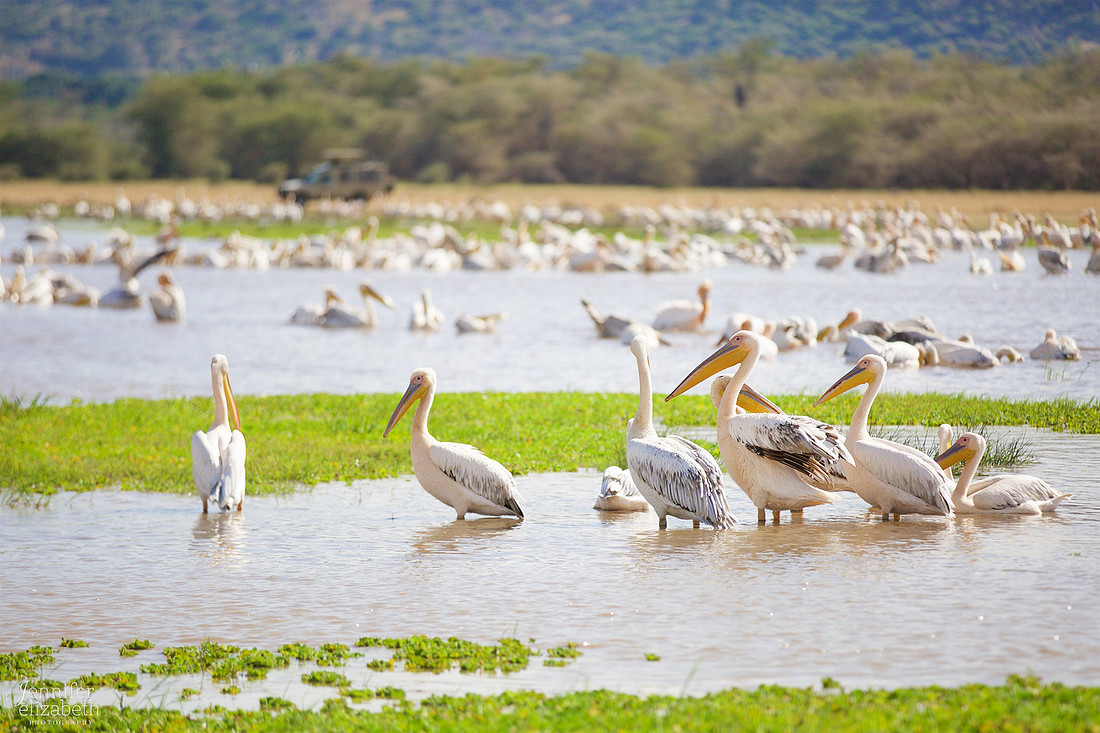 Tanzania and Victoria Falls Travel Photography