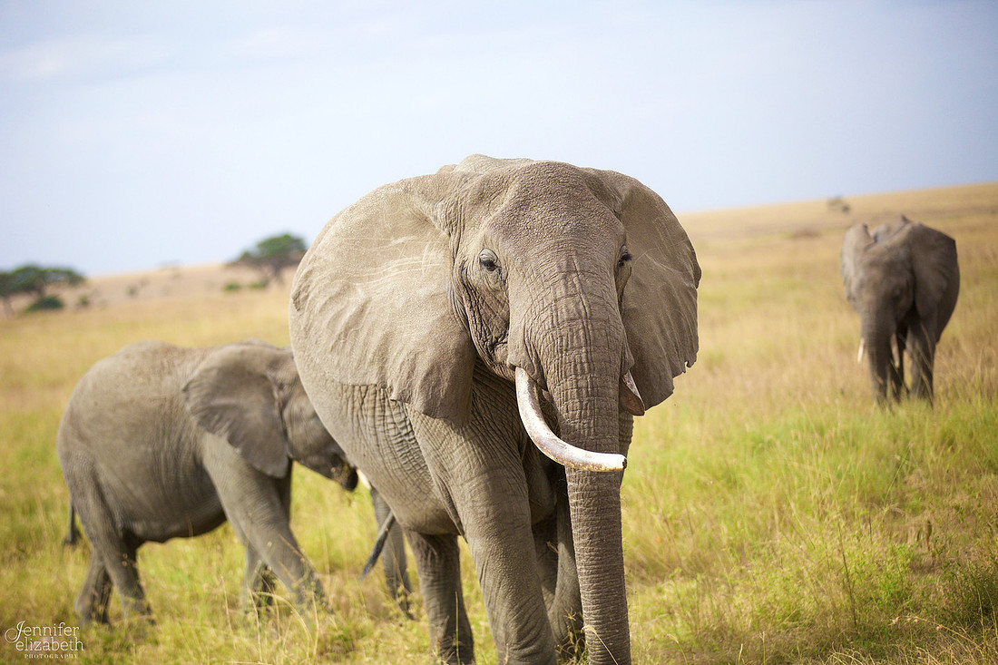 Tanzania and Victoria Falls Travel Photography