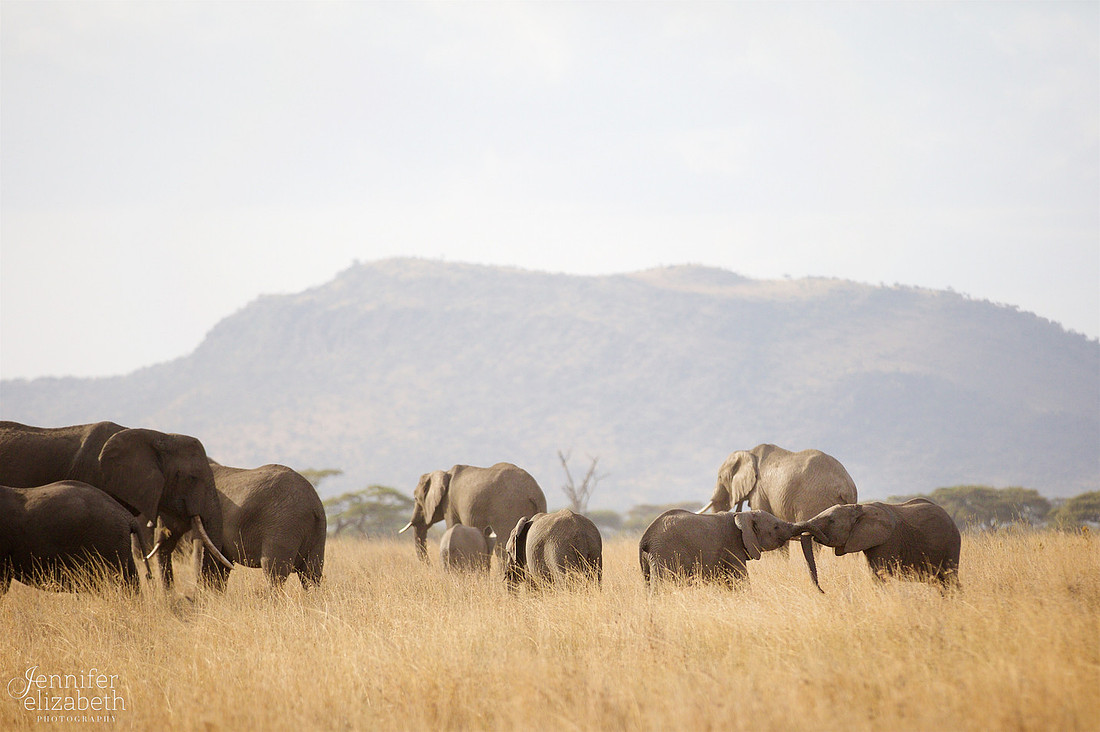 Tanzania and Victoria Falls Travel Photography