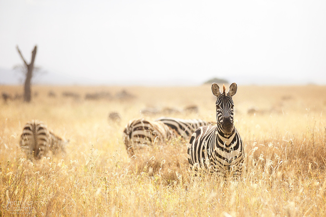 Tanzania and Victoria Falls Travel Photography