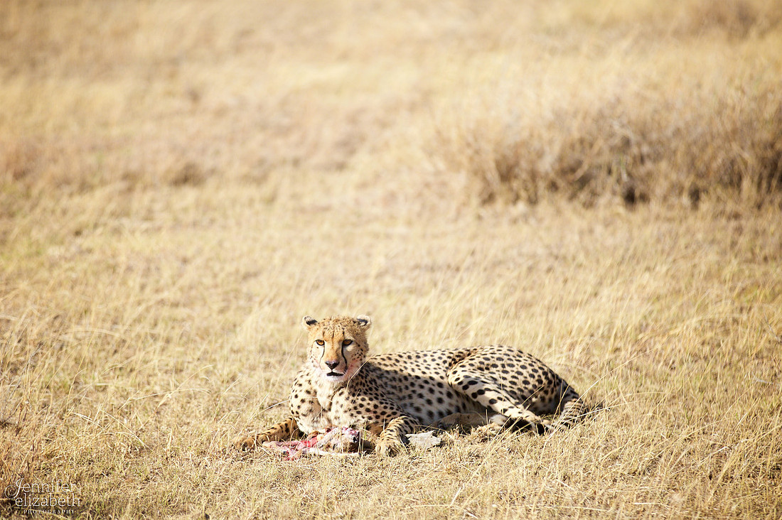 Tanzania and Victoria Falls Travel Photography