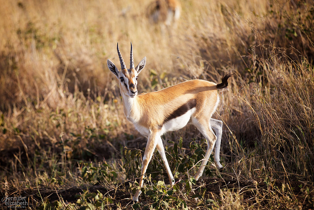 Tanzania and Victoria Falls Travel Photography