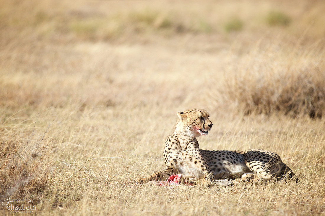Tanzania and Victoria Falls Travel Photography