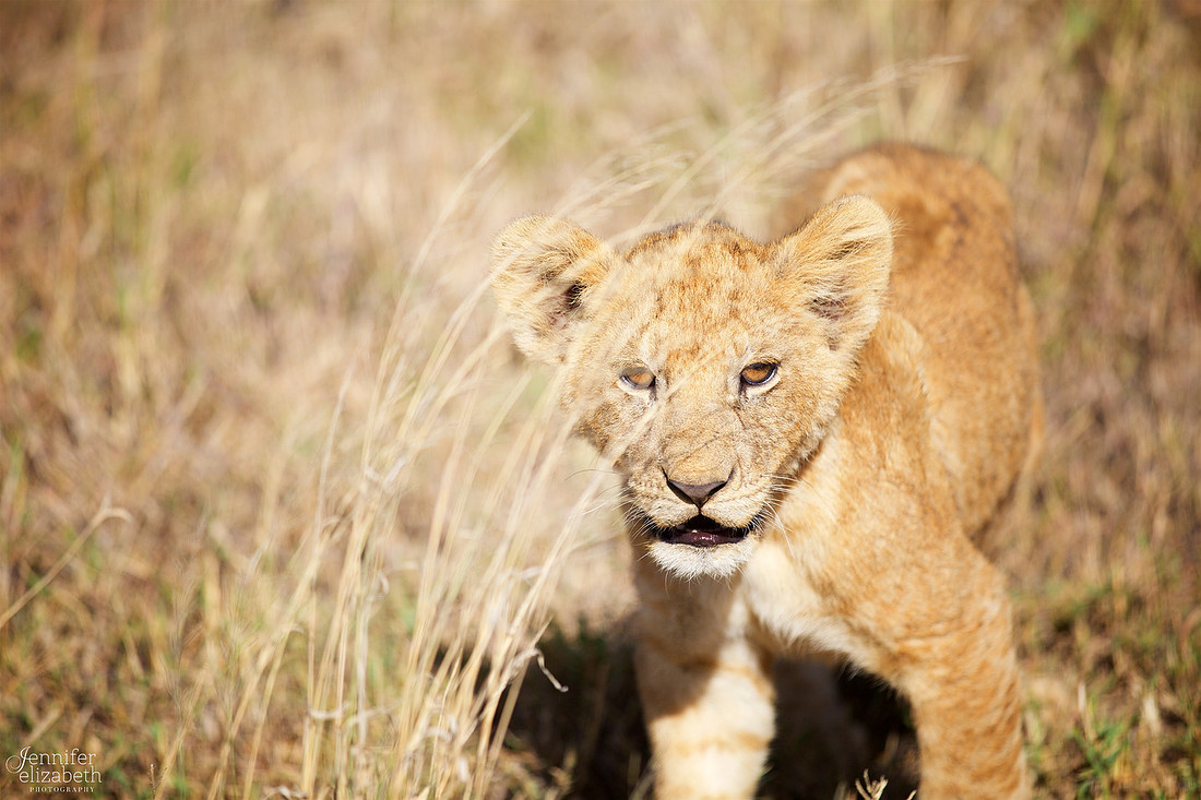 Tanzania and Victoria Falls Travel Photography
