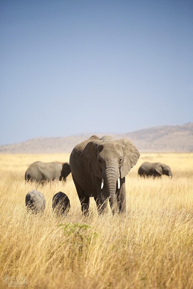 Tanzania and Victoria Falls Travel Photography