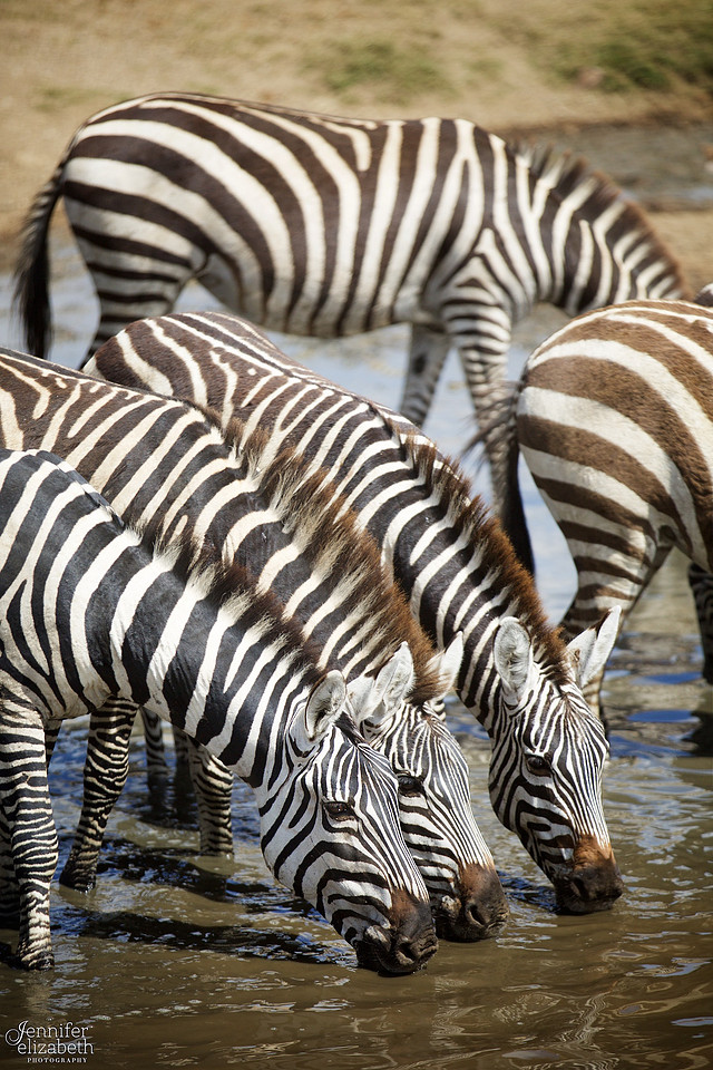 Tanzania and Victoria Falls Travel Photography