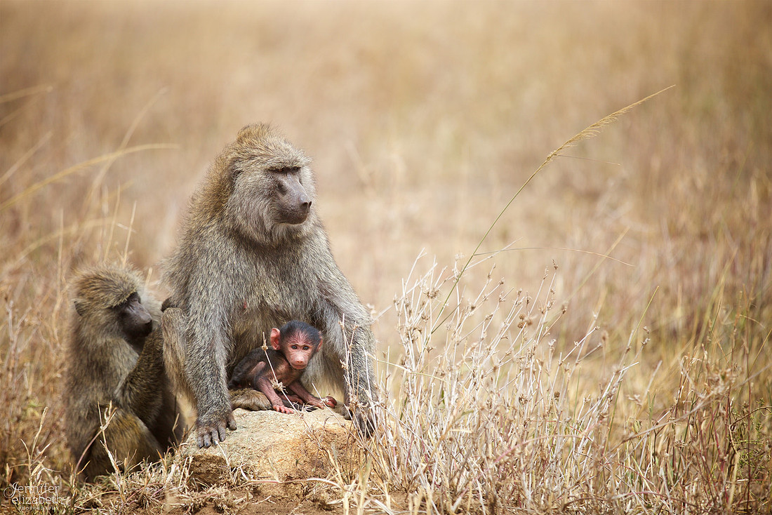 Tanzania and Victoria Falls Travel Photography