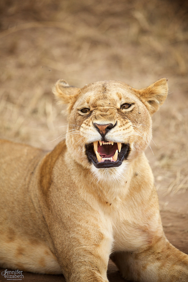 Tanzania and Victoria Falls Travel Photography