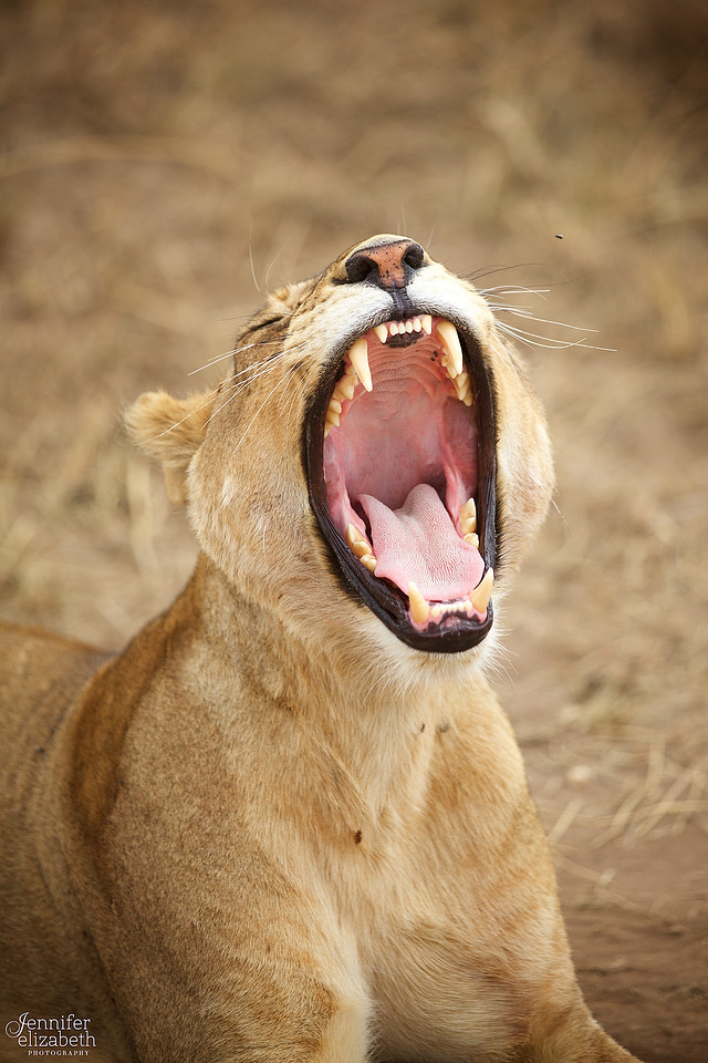 Tanzania and Victoria Falls Travel Photography