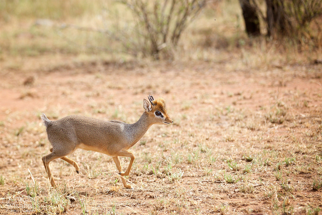 Tanzania and Victoria Falls Travel Photography