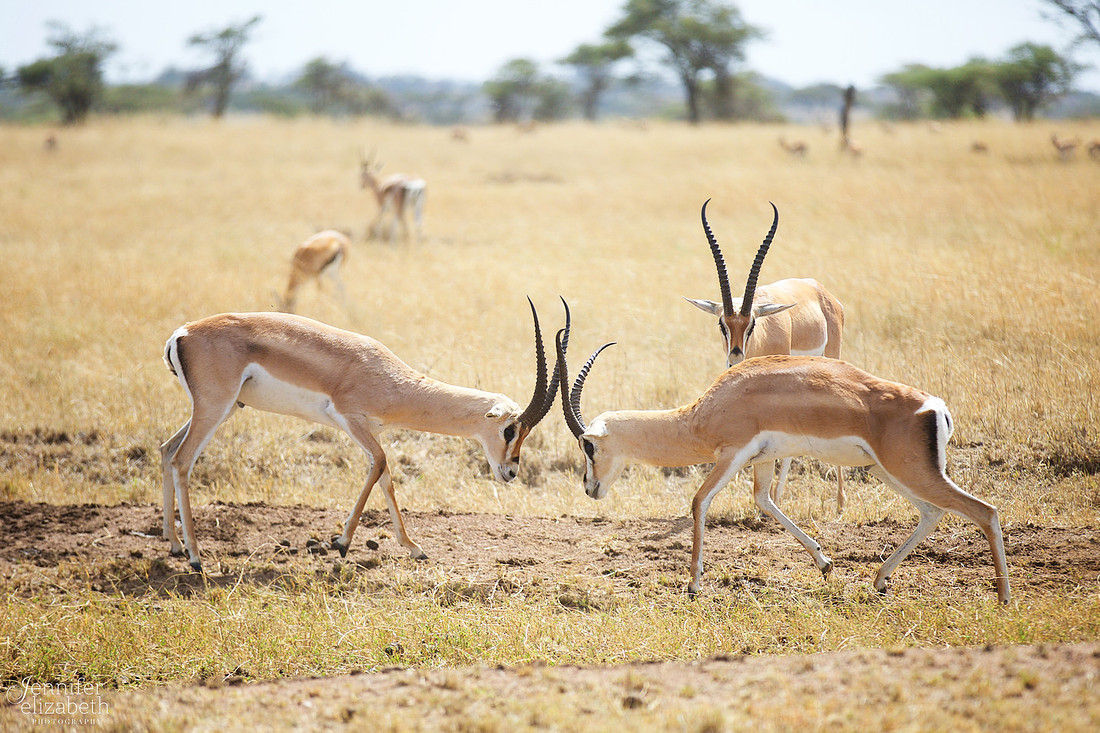Tanzania and Victoria Falls Travel Photography