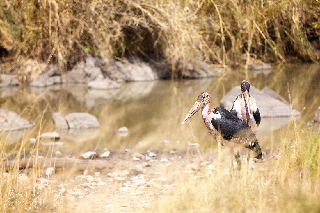 Tanzania and Victoria Falls Travel Photography